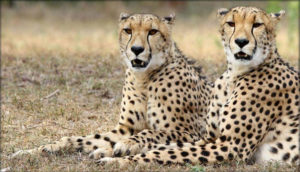 Read more about the article Zululand Cat Conservation Centre