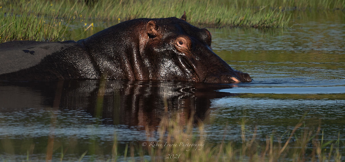 You are currently viewing iSimangaliso Wetland Park